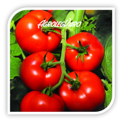 Seminte de tomate IZMIR F1