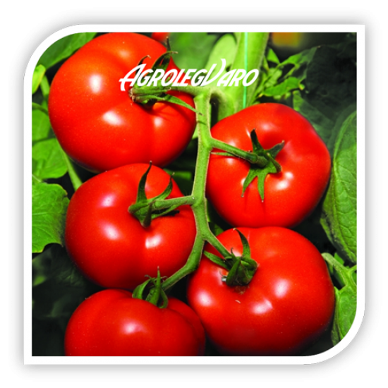 Seminte de tomate IZMIR F1
