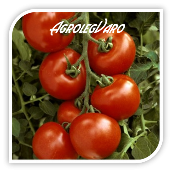 Seminte de tomate JADELO F1