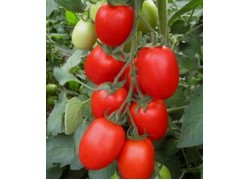 Seminte de tomate JAG 8810 F1