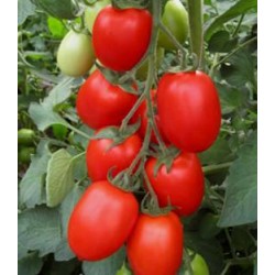 Seminte de tomate JAG 8810 F1