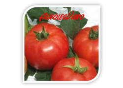 Seminte de tomate JASTIS F1