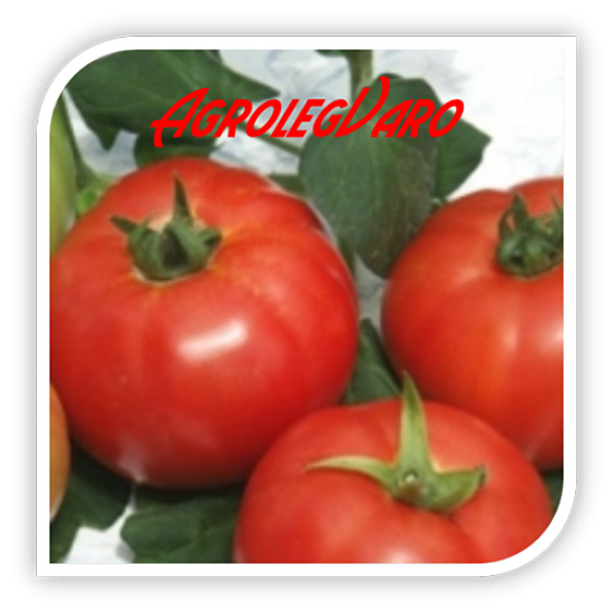 Seminte de tomate JASTIS F1