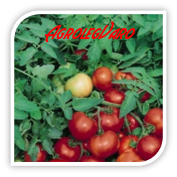 Seminte de tomate JOKER F1