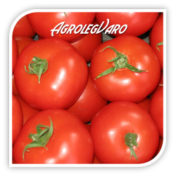 Seminte de tomate K. JUBILEUM