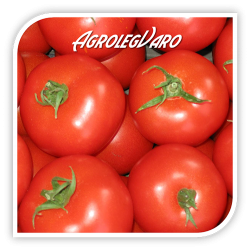 Seminte de tomate K. JUBILEUM