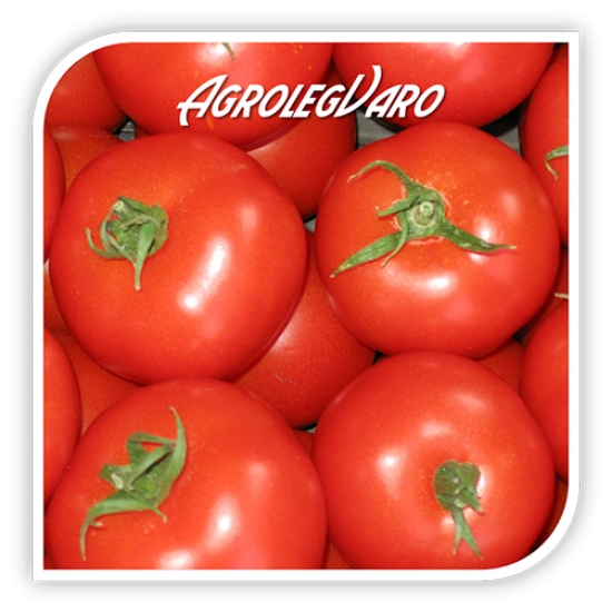 Seminte de tomate K. JUBILEUM