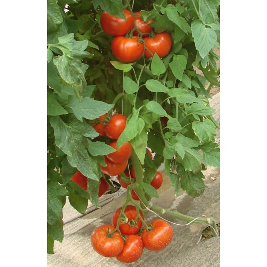Seminte de tomate KIVELI F1