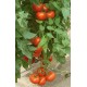 Seminte de tomate KIVELI F1