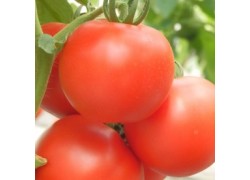 Seminte de tomate KIVELI F1