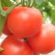 Seminte de tomate KIVELI F1