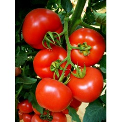 Seminte de tomate KLASS F1