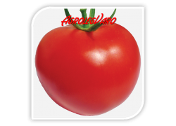 Seminte de tomate KORALL