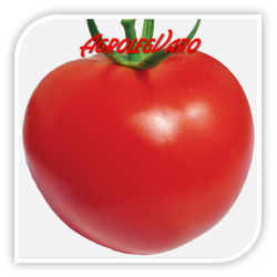 Seminte de tomate KORALL