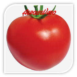 Seminte de tomate KORALL
