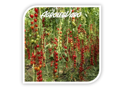 Seminte de tomate LANDOLINO F1