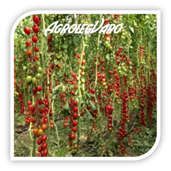 Seminte de tomate LANDOLINO F1