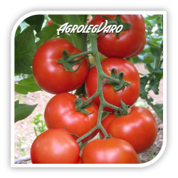 Seminte de tomate LERAC (V189) F1