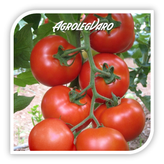Seminte de tomate LERAC (V189) F1