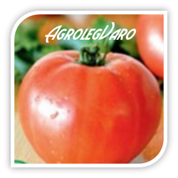 Seminte de tomate LILAGRO