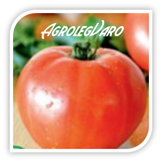 Seminte de tomate LILAGRO