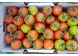 Seminte de tomate LOARA F1