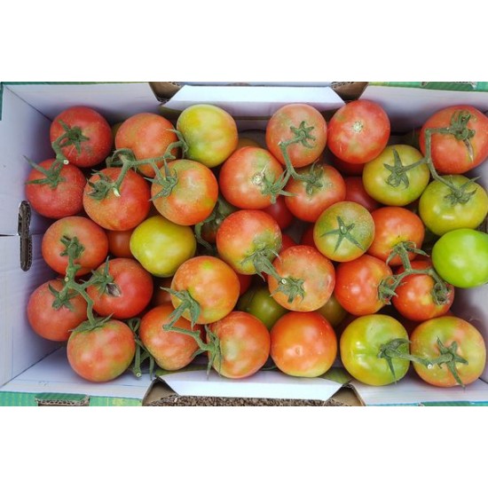 Seminte de tomate LOARA F1
