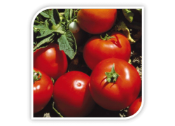 Seminte de tomate LOJAIN F1