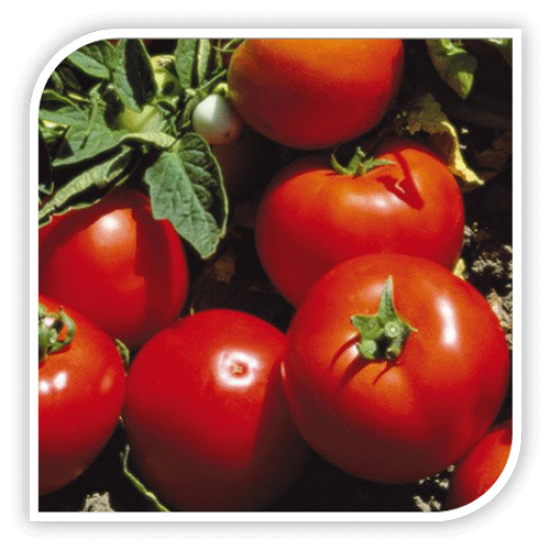 Seminte de tomate LOJAIN F1