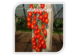 Seminte de tomate LUCINDA F1