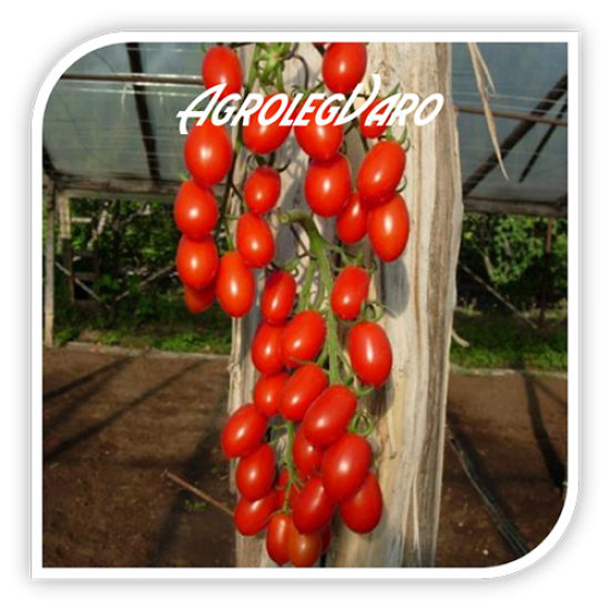 Seminte de tomate LUCINDA F1