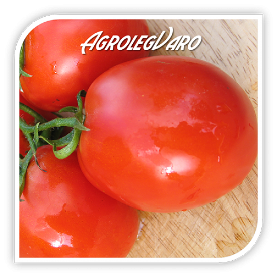 Seminte de tomate LUGAS F1