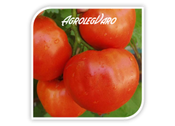 Seminte de tomate MACSIN F1