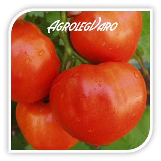 Seminte de tomate MACSIN F1