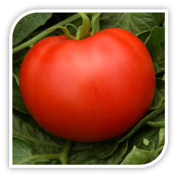 Seminte de tomate MAGELLANO F1