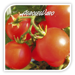 Seminte de tomate MANO