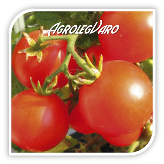 Seminte de tomate MANO