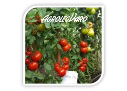 Seminte de tomate MATISSIMO F1