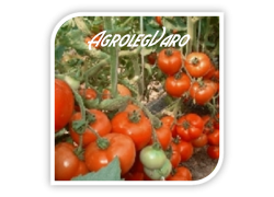 Seminte de tomate MEDINA F1