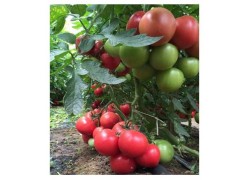 Seminte de tomate MEI SHUAI F1