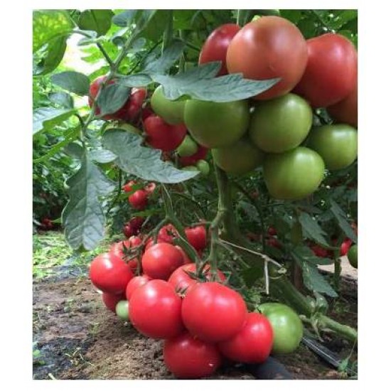 Seminte de tomate MEI SHUAI F1