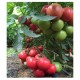 Seminte de tomate MEI SHUAI F1