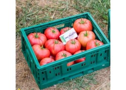 Seminte de tomate MEI SHUAI F1