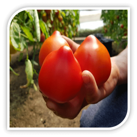 Seminte de tomate MELANET F1