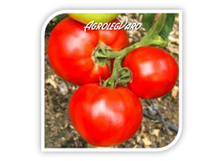 Seminte de tomate MIRSINI F1
