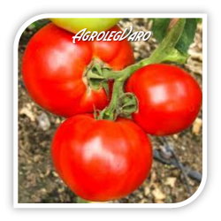 Seminte de tomate MIRSINI F1