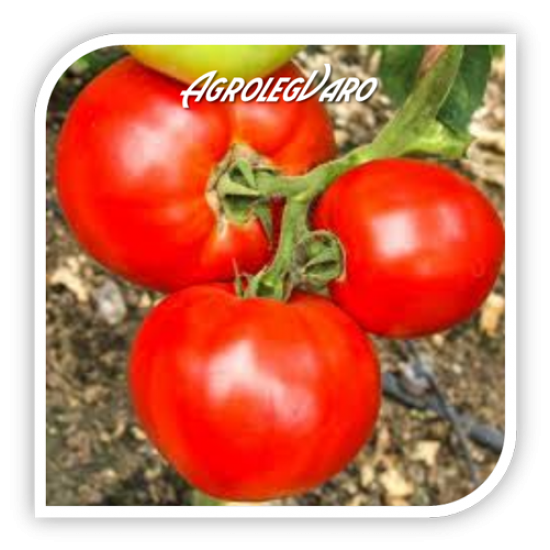 Seminte de tomate MIRSINI F1