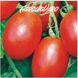 Seminte de tomate MISSOURI