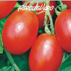 Seminte de tomate MISSOURI