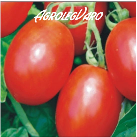 Seminte de tomate MISSOURI